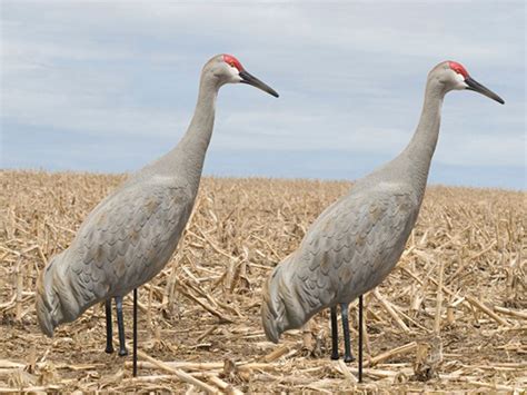 sandhill crane full body decoys.